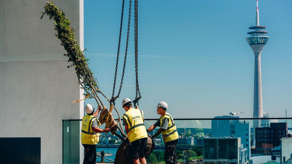 Landschaftsbauer setzen einen Baum am Kran auf dem Dachgarten der Uniq Towers in Düsseldorf