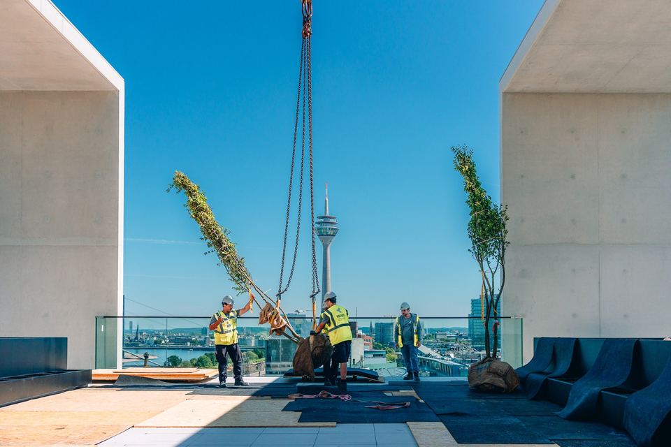 Landschaftsbauer setzen einen Baum am Kran auf dem Dachgarten der Uniq Towers, im Hintergrund der Rheinturm